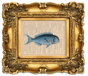 fish frame